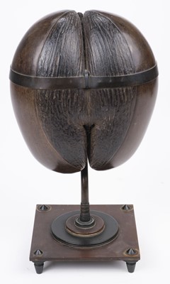 Lot 24 - Seychelles. A complete Coco de Mer seed (Lodoicea maldivica), converted to a box