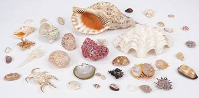 Lot 23 - Seychelles. A collection of seashells